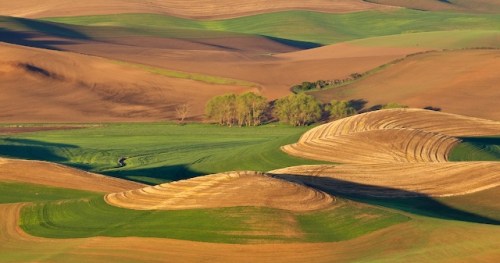 _mh_6883-patterns-in-the-palouse-2008-05-15-at-05-55-55 Patterns in the Palouse by Gary Hamburgh - All Rights Reserved