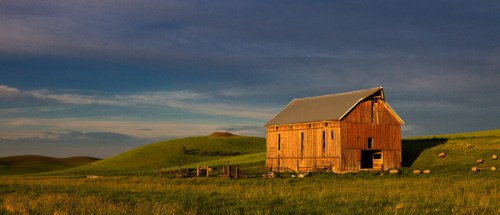 Sheep Graze near Old Barn by Gary Hamburgh - All Rights Reserved