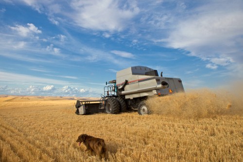 Gleaner Combine 3 by Gary Hamburgh - All Rights Reserved