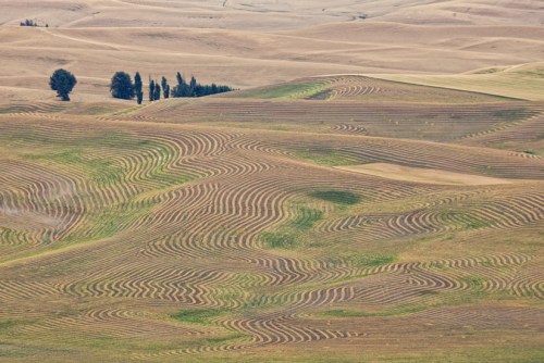 Lentil Patterns by Gary Hamburgh - All Rights Reserved