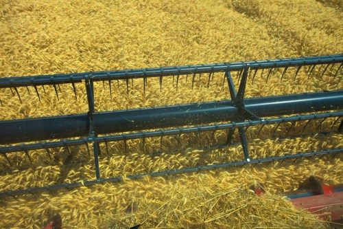 View from a Combine - Copyright Gary Hamburgh - All Rights Reserved