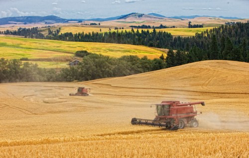 Combines at Harvest - Copyright Gary Hamburgh - All Rights Reserved